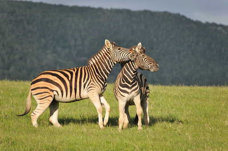 Kariega Game Reserve Bushman's River Mouth 외부 사진